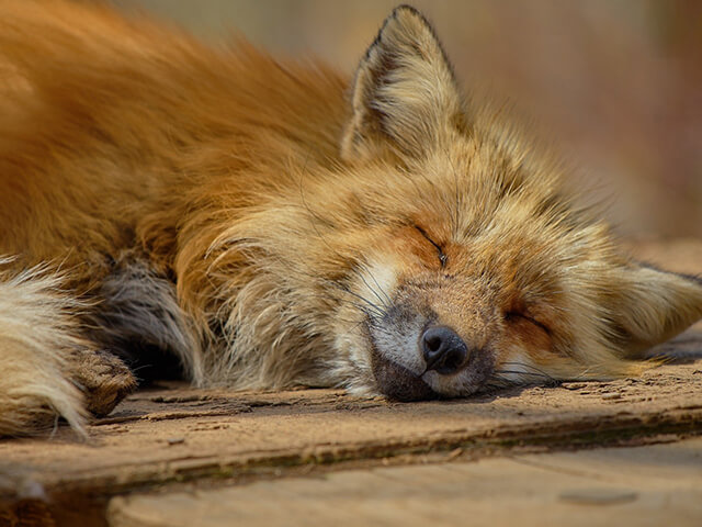 Shiroishi fox village